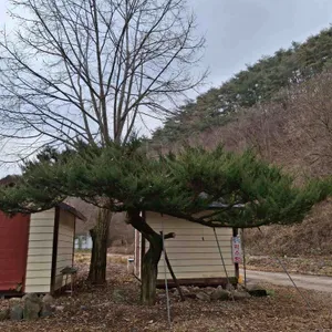 양항약수식당 리뷰 사진