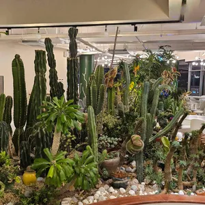 라또아 리뷰 사진