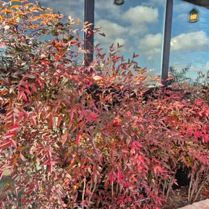 만두요리가되다 리뷰 사진