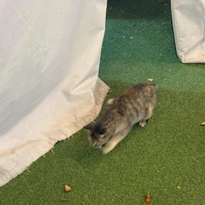 야외돼지 리뷰 사진