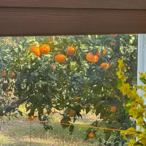 앙끄레국수 리뷰 사진