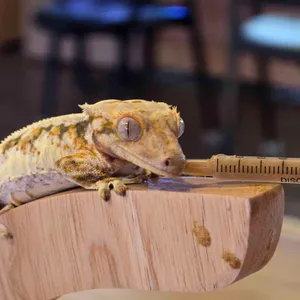 작은연못 리뷰 사진