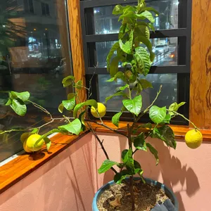 마카레베이킹 리뷰 사진