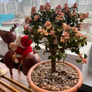 종례 리뷰 사진