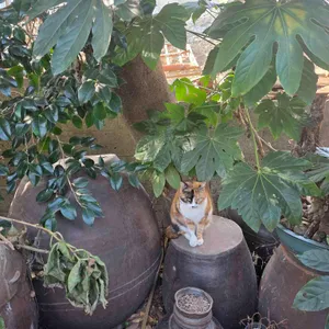 카페그냥 리뷰 사진