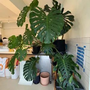 루바브 리뷰 사진