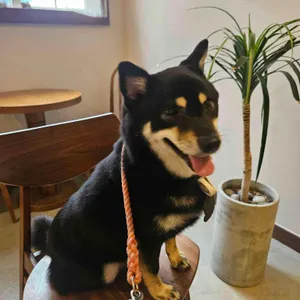 물치상회 리뷰 사진