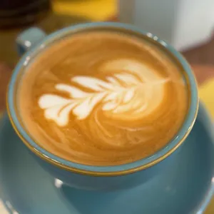 아프리쿠스 사진