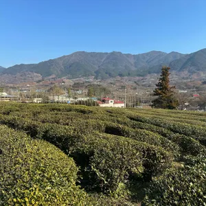 매암차 박물관 리뷰 사진