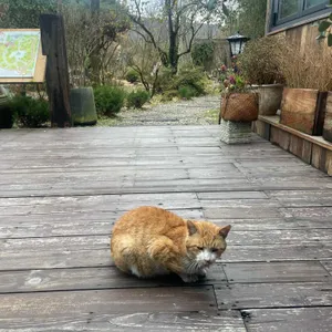 야생화일기 리뷰 사진