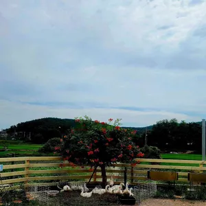 시루앤케이크 리뷰 사진