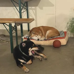 카페 피크닉 리뷰 사진