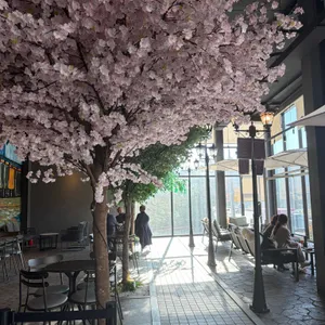 노부스테라 리뷰 사진