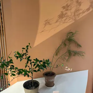 백야 리뷰 사진