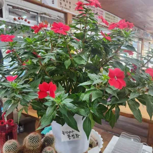 용바위식당 리뷰 사진