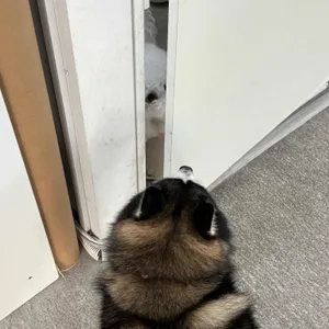 댕글라이프 리뷰 사진