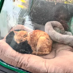 피콕그린 리뷰 사진