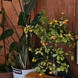 온더파티오 리뷰 사진