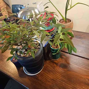 어퍼스트로피 리뷰 사진