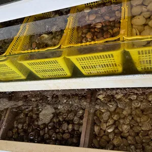 을왕리 조개구이 킹 리뷰 사진