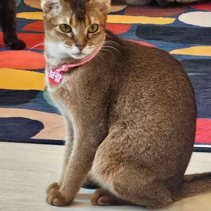 집사의하루 리뷰 사진