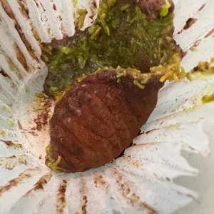 모코롱 리뷰 사진