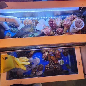 섬사나이 리뷰 사진