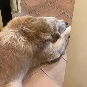 올드스쿨하우스 리뷰 사진