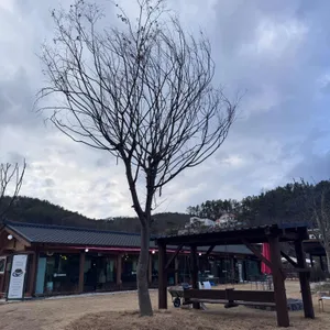 솜니움 대표 사진