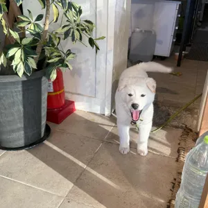 카페산토스 리뷰 사진