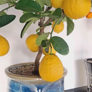 히든블루 리뷰 사진