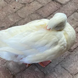 투하츠 베이커리 사진