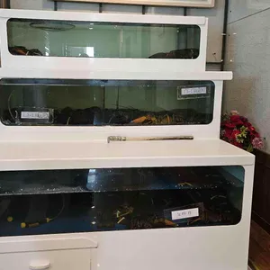 노바랍스터 리뷰 사진