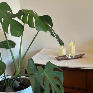 교토정원 리뷰 사진