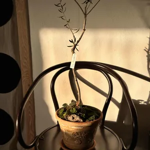 미들노츠 리뷰 사진