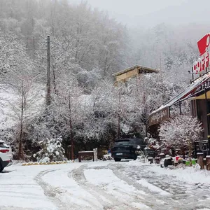 자작나무숲의 투데이 리뷰 사진