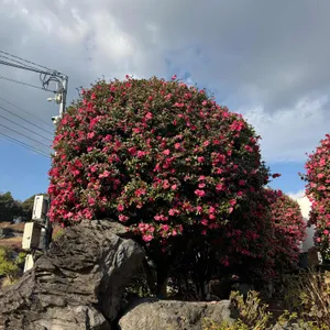 동백포레스트 대표 사진