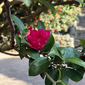 동백포레스트 리뷰 사진