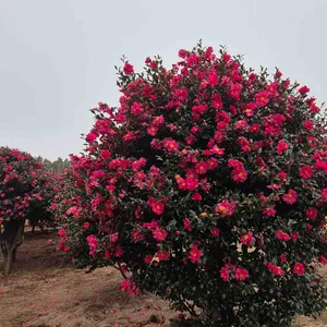 카페 글렌코 리뷰 사진