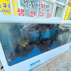 거북이횟집곰치국 리뷰 사진
