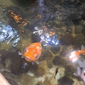 작은연못 사진 2