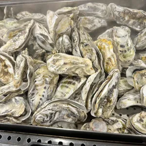 굴사냥(10월~3월만 영업) 사진 1