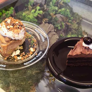 코스모 대표 사진