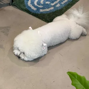 굿스터프 대표 사진