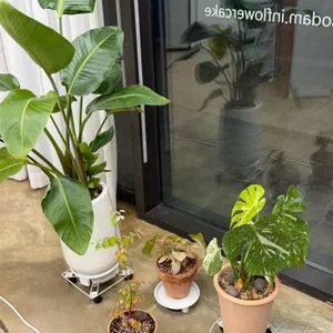 소담인플라워케이크 리뷰 사진