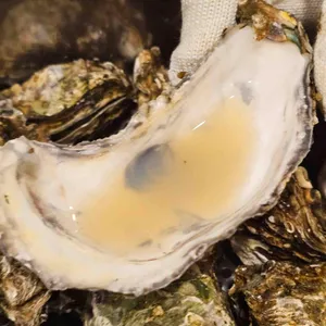 굴따러가세 사진