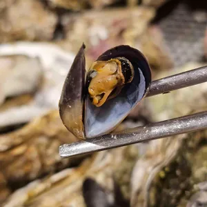 굴따러가세 리뷰 사진