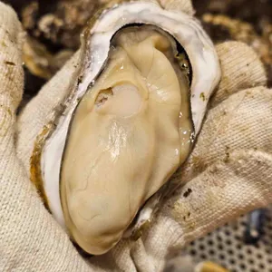 굴따러가세 리뷰 사진