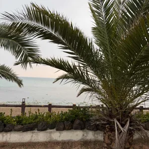 하와이안비치카페 사진 2