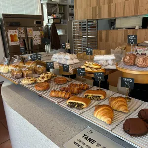 타네 대표 사진